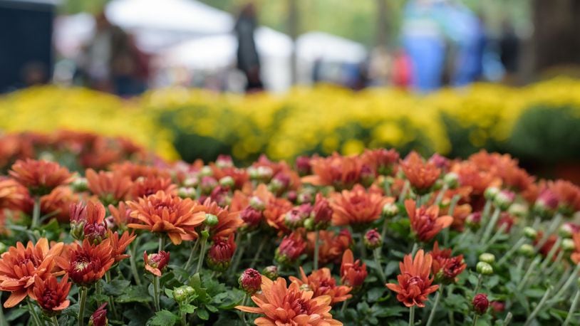 Mums are a great fall decoration. FILE