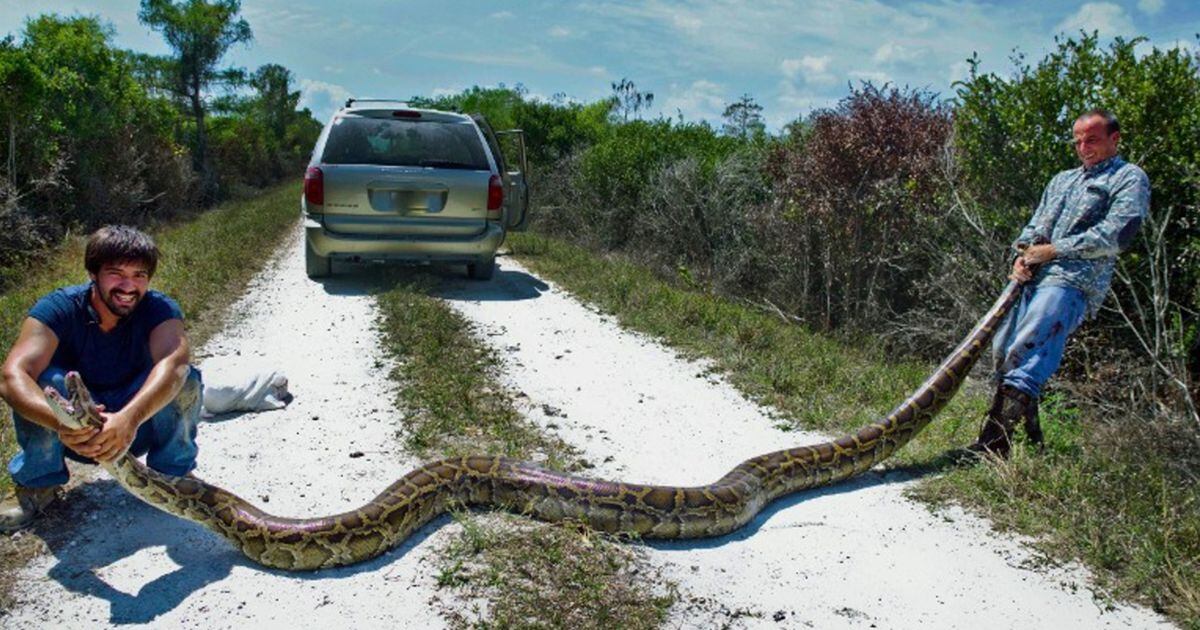 144-pound, 15-foot python captured by Florida snake hunters