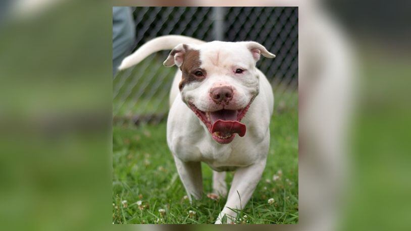 Meet Samson. This cutie is between 2-3 years old and needs a family to play with. He is neutered, vaccinated, microchipped, vet checked and licensed and he can be yours for $22 as he is our Pet of the Week. Samson is at the Clark County Dog Shelter, 5201 Urbana Road, Springfield. Call 937-521-2140 or visit www.facebook.com/clarkcountydogshelter for more information. CONTRIBUTED