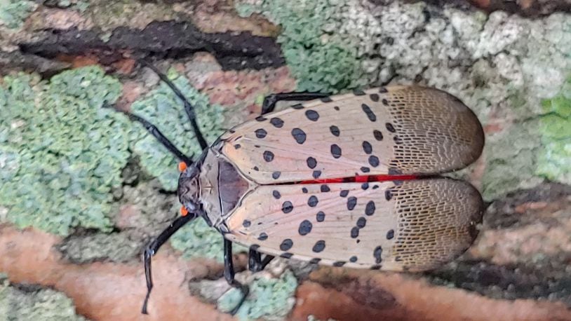 Close up of an adult spotted lanternfly