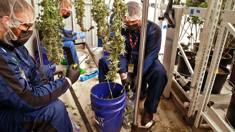 Pure Ohio Wellness employees harvest a small amount of the cannibus that's grown in their cultivation at production facility in Clark County Monday, Dec. 4, 2023. BILL LACKEY/STAFF