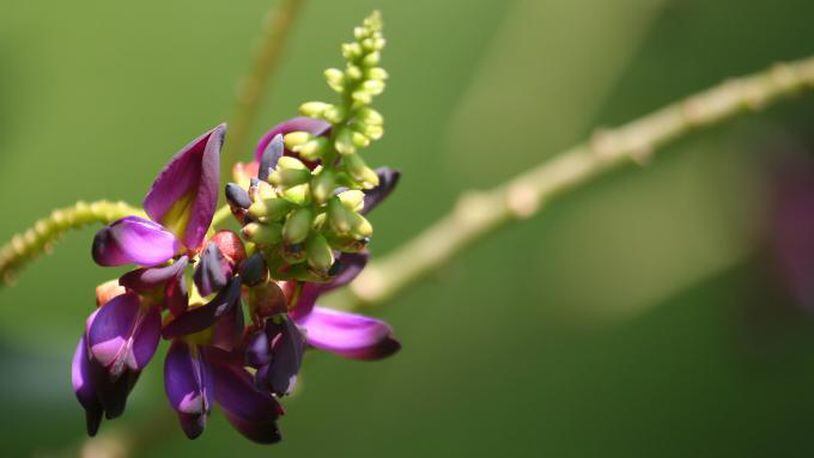 In the late summertime, kudzu vines flower small purple blossoms, which can be used to flavor jellies, jams, syrups and more.