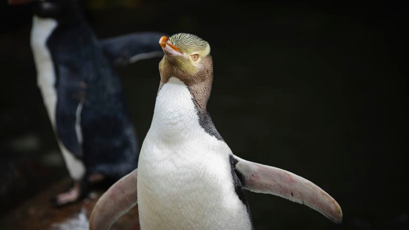 A hoiho or yellow-eyed penguin pictured on April 2, 2023, has won New Zealand's annual Bird of the Year vote, Monday, Sept. 16, 2024, after a fierce contest absent the foreign interference and controversies that have upset the country's avian elections before. (Hayden Parsons via AP)