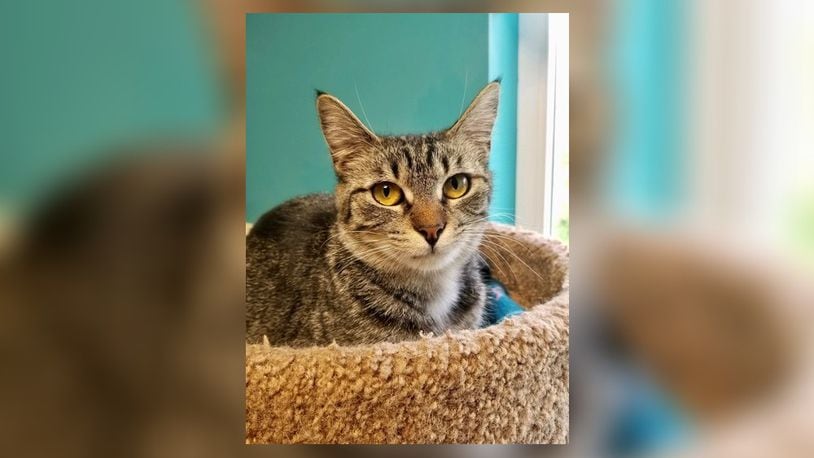 Pickle is a pretty 1-year-old spayed female tiger. She’s a little on the quiet side and likes to be petted. Pickle might like to be in a home with another kitten to snuggle with. Come meet her at the Paws Animal Shelter, 1535 West U.S. Highway 36, Urbana. Check out PAWS at pawsurbana.com, on Facebook at facebook.com/paws.urbana, on Petfinder at petfinder.com or call 937-653-6233. PAWS is in need of volunteers and foster homes. CONTRIBUTED