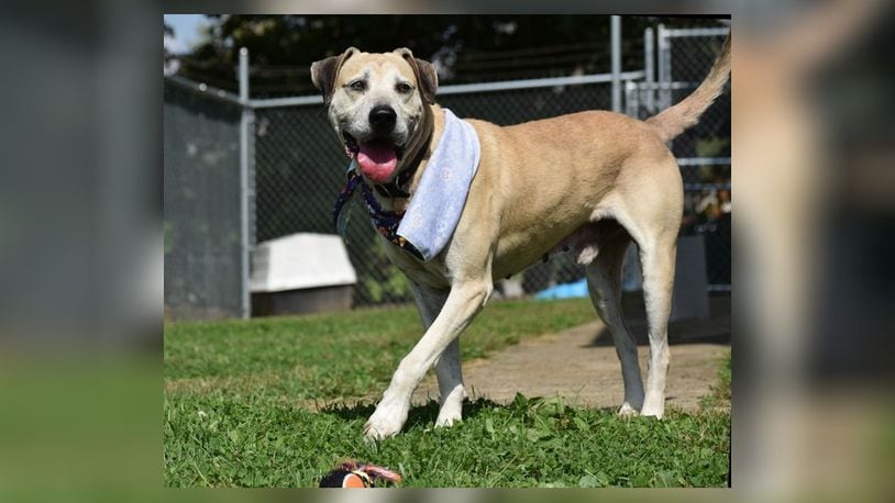 Pizza is a lab mix around 5 years old. He doesn’t seem to have issues with other dogs and is great with kids. His adoption fee is $22, as he is the Pet of the Week. Adoption fee includes his alteration, inoculations, microchip, 2022 Dog License and a free vet check. Pizza is at the Clark County Dog Shelter, 5201 Urbana Road, Springfield. Call 937-521-2140 or visit www.facebook.com/clarkcountydogshelter for more information. CONTRIBUTED