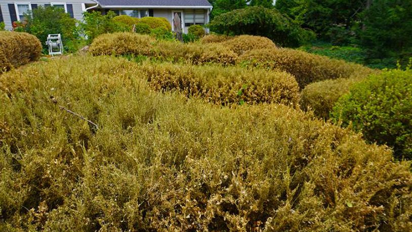 Boxtree moth feeding damage in Kettering, Ohio (credit Joe Boggs).