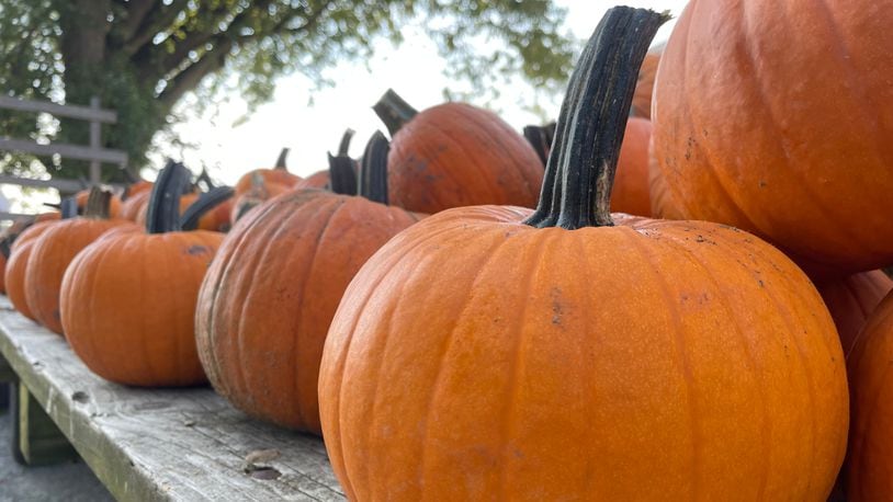 Fall activities at Young’s Jersey Dairy include pick your own pumpkins, a corn maze, wagon rides, a wool gathering and more. NATALIE JONES/STAFF