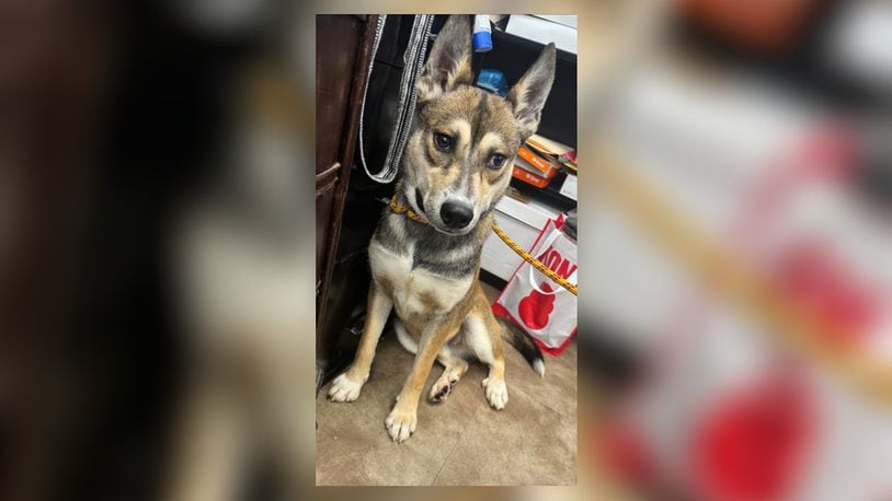 Stop by the Clark County Dog Shelter to meet Ricky! He is a 6-7-month-old Husky mix who is looking for his new home. This poor guy spent the first few months of his life in a cage with very little human contact so, he is very shy and will take some time warming up to new people. He needs someone who will be very patient with him and show him humans can be nice and loving. His adoption fee includes his vaccines, neuter, microchip, and dog license. Clark County Dog Shelter is at 5201 Urbana Road, Springfield. CONTRIBUTED