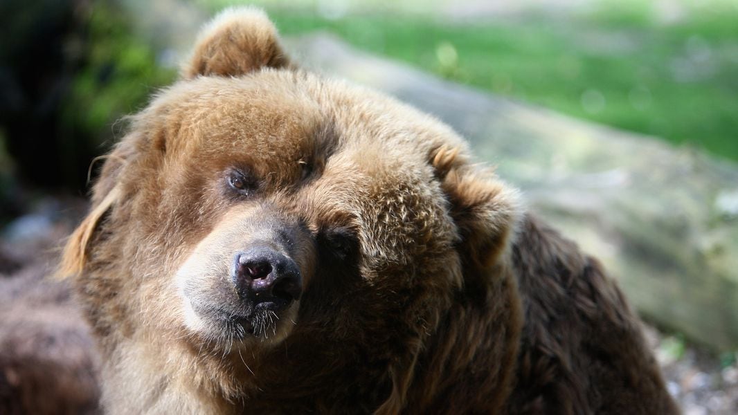 Russian Bear In Moscow World Cup Parade Video Sparks PETA Outrage   BHNQ5LHOY33FB5XYD7GPL6IPB4 