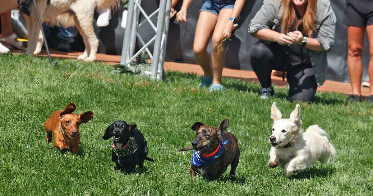 Cincinnati Reds on X: Oh have we mentioned THERE ARE DOGS AT THIS GAME.   / X