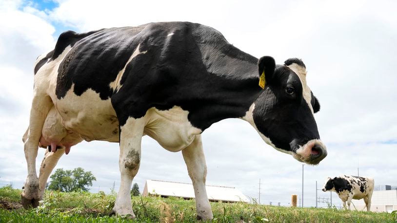 Dairy cows stand in a field outside of a milking barn at the U.S. Department of Agriculture's National Animal Disease Center research facility in Ames, Iowa, on Tuesday, Aug. 6, 2024. (AP Photo/Charlie Neibergall)