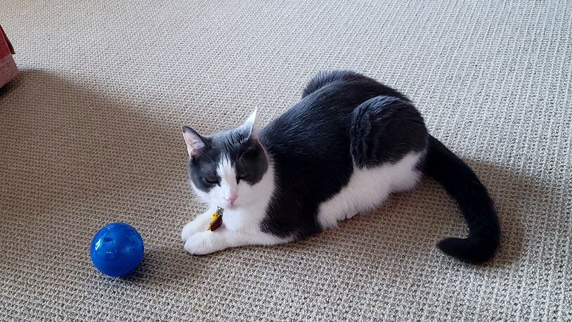 Pip getting ready to play with his food tumbler. KARIN SPICER/CONTRIBUTED