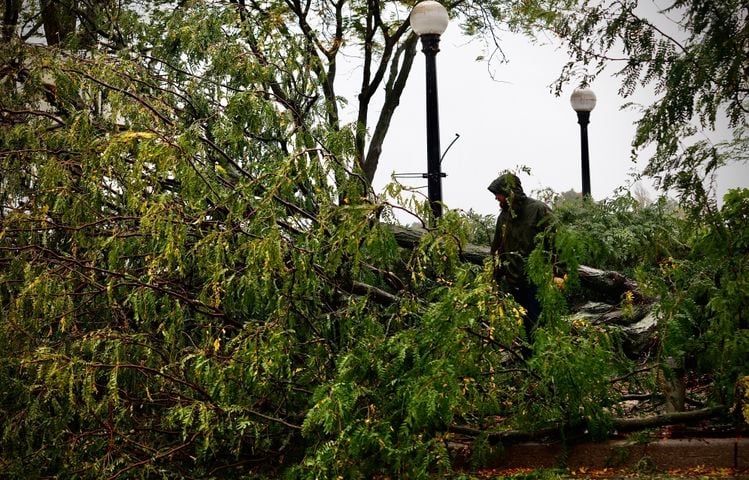 Trees felled at RiverScape MetroPark