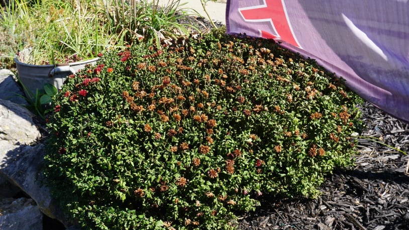 Fall-planted mums showing a lack of water; flowers are more susceptible to dying than foliage. CONTRIBUTED