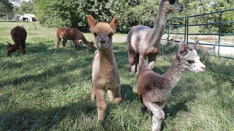 Several events will be held in Clark and Champaign Counties this weekend, including a family fund day at the Holdfast Alpaca Farm. BILL LACKEY/STAFF