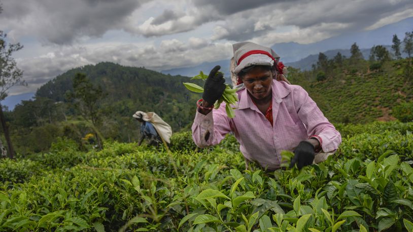 A woman tea plantation worker plucks tea leaves at an estate in Badulla, Sri Lanka, Tuesday, Sept. 10, 2024. (AP Photo/Eranga Jayawardena)