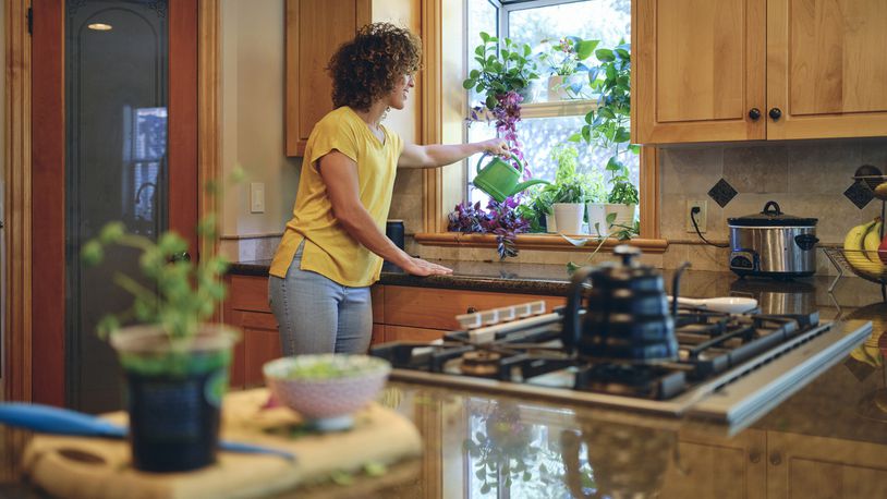 An indoor herb garden is a great “first garden” as it is less challenging than a full garden and is ideal for the beginner. It also occupies little space, so it works well indoors when growing space is often limited. iSTOCK/COX