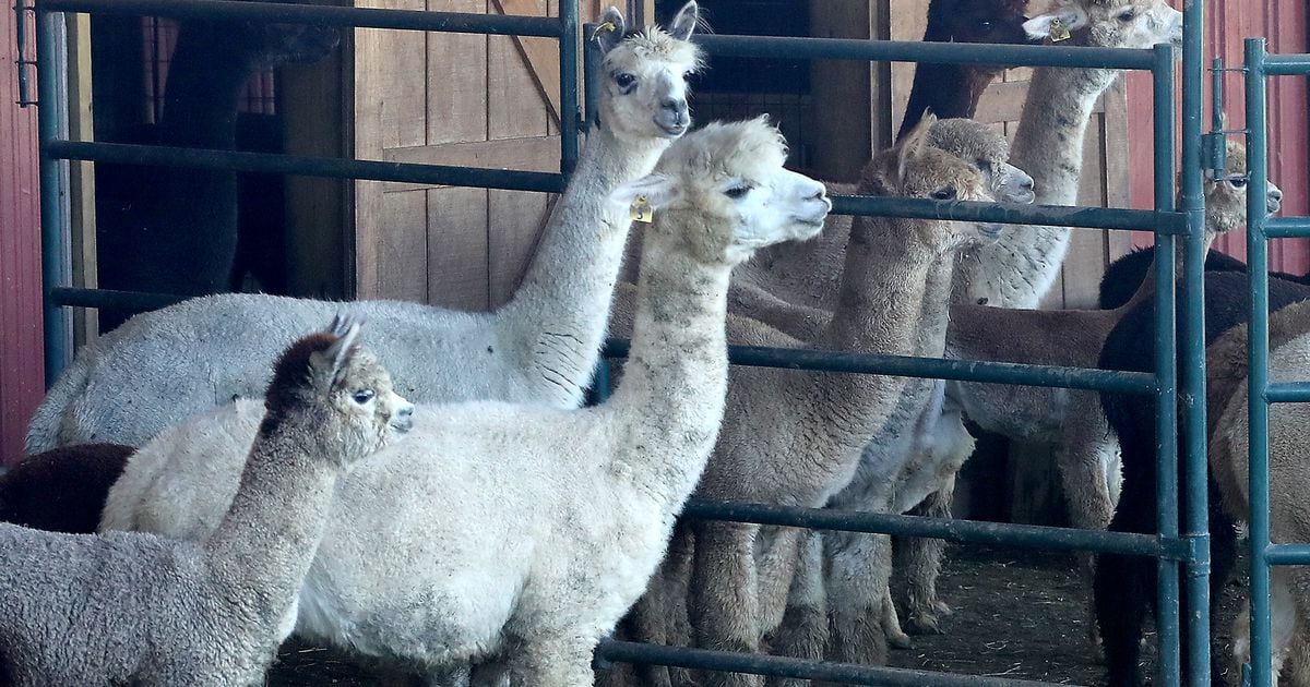 You can walk an alpaca at this Hardin County event