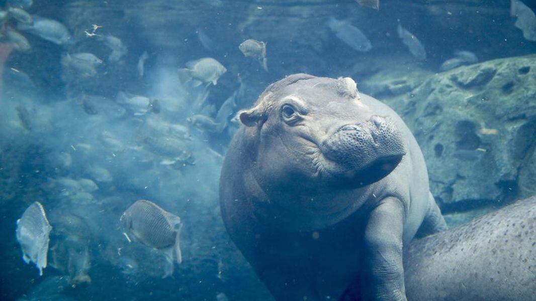 Cincinnati Zoo S Hippo Fiona Turns 2