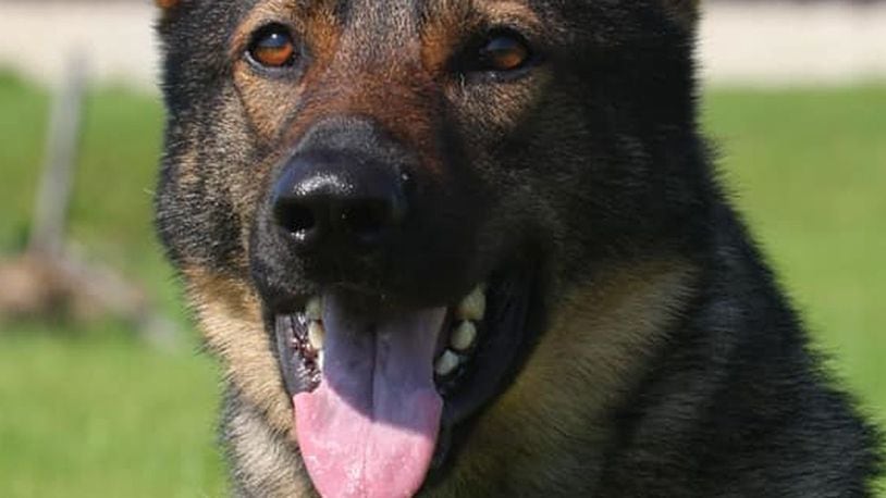 K-9 Dax is retiring after more than 12 years on the Greensburg police force. (Greensburg police)