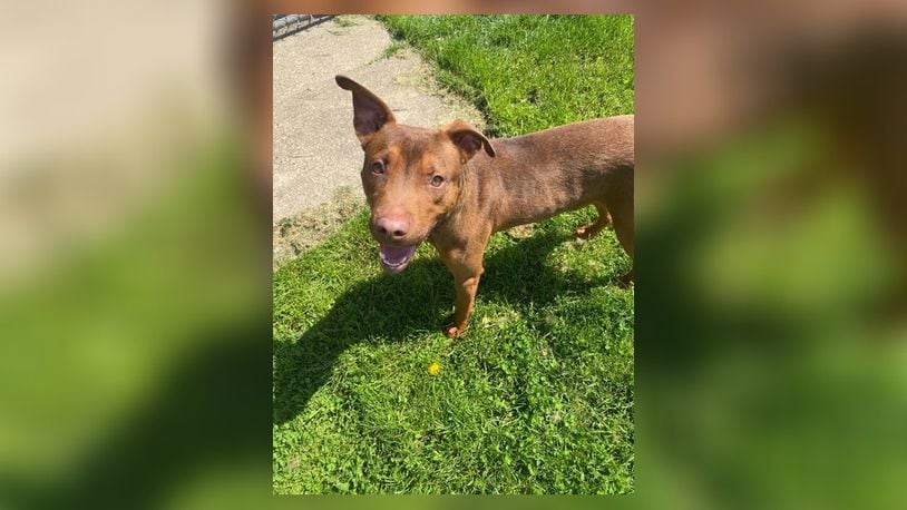 Meet Patrick! He is a 1-year-old mix, around 48 lbs. This handsome guy is full of energy and love. He is looking for a family to call his own. Patrick doesn’t care much for toys and would share his love instead. He wiggles right up to you, in hopes you will take him home. He does well with other dogs but we’re not sure about cats. His adoption fee includes his neuter, vaccines, microchip, and a 2024 dog license. Stop by the shelter to meet him! Clark County Dog Shelter is at 5201 Urbana Road, Springfield. CONTRIBUTED