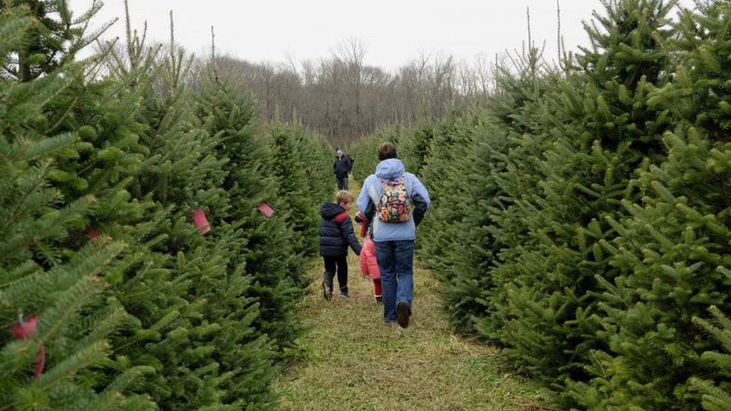 Christmas Tree Farm Xenia Ohio - CHRISMASIH