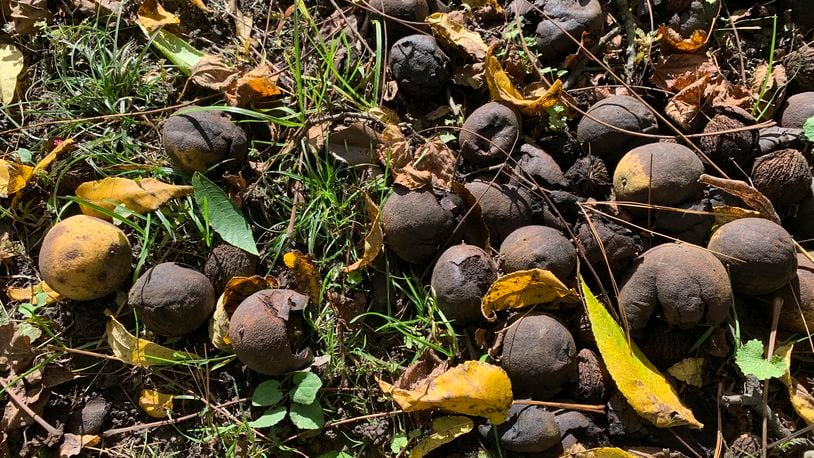 This Oct. 22, 2023 image provided by Julia Rubin shows black walnuts under a tree in Westchester, NY. Walnut and other fruit- and nut-bearing trees produce bumper crops every two or more years in tandem with other trees of their same species in a particular region. No one really knows why. (Julia Rubin via AP)