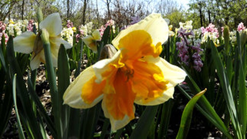 Spring bulbs soon will bloom, and columnist Pam Cottrel cannot wait. FILE