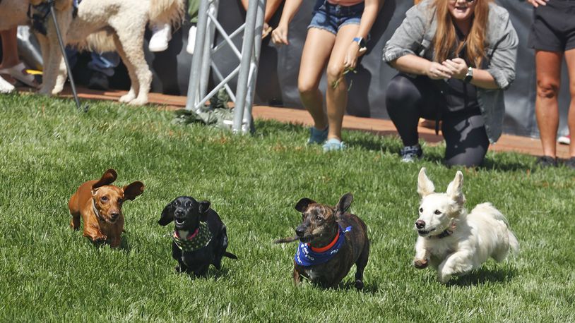 Weiner Dog Races | Essential T-Shirt