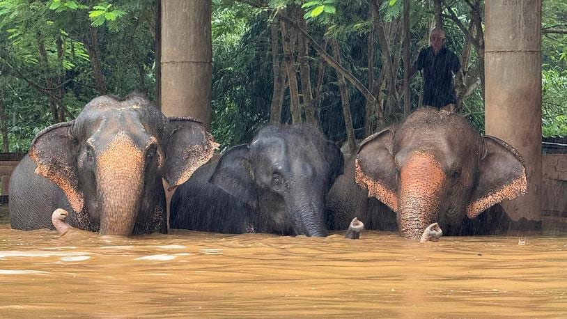 This photo provided by the Elephant Nature Park shows three of the roughly 100 elephants who are stuck in rising flood waters at the park in Chiang Mai Province, Thailand, Thursday, Oct. 3, 2024. (Darrick Thompson/Elephant Nature Park Via AP)