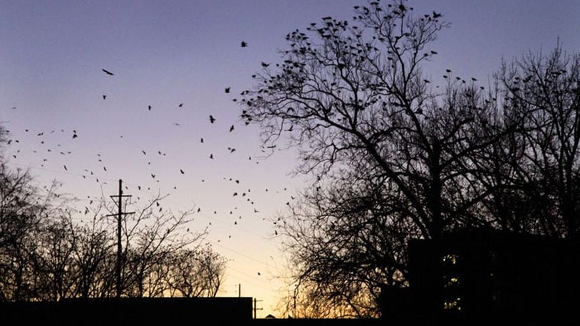 Crows roost in the trees in Veteran's Park at dusk in Springfield. Staff Photo by Barbara J. Perenic.