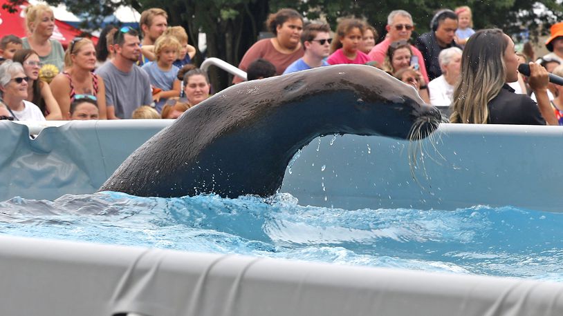 A sea lion leaps out of the water during the Sea Lion Show Sunday, July 21, 2024 at the Clark County Fair. BILL LACKEY/STAFF