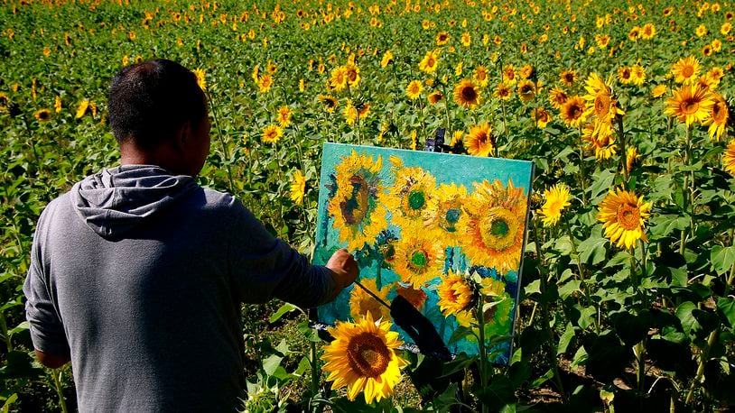 Artist Leo Hong Mao captures the beauty of a sunflower field in bright sunlight with his paint and canvas Monday, Oct. 2, 2023 at the Yellow Springs sunflower field along U.S. 68. Mao, a former Kettering resident, lives in Columbus and says he has been traveling to Yellow Springs to paint the sunflowers every year since 2007. 