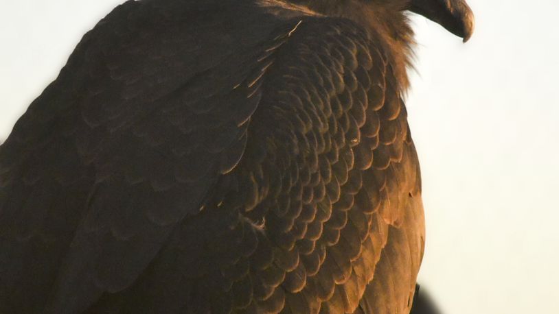 This Dec. 23, 2023 image provided by The Peregrine Fund shows a young condor named Milagra while at the World Center for Birds of Prey in Boise, Idaho. (Kelsey Tatton/The Peregrine Fund via AP)