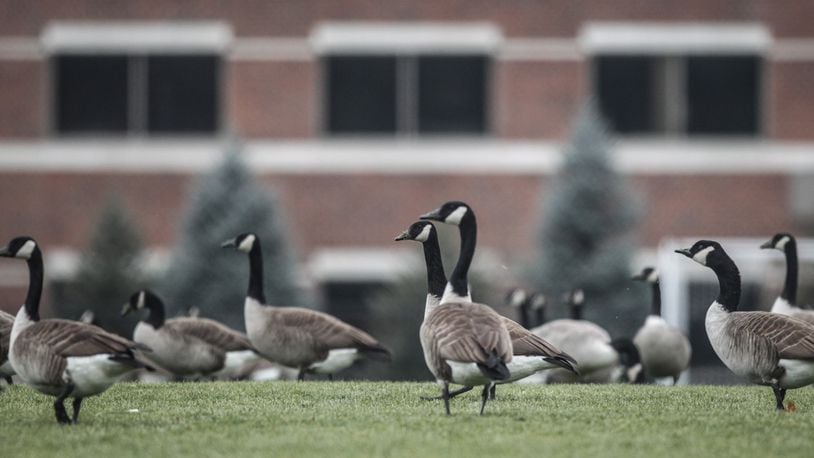 A gaggle of Canada geese gathered in Dayton on January 5, 2021. MARSHALL GORBY/STAFF