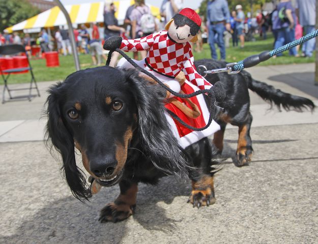 Cincinnati Bengals Dog Leash - Pet Costume Center