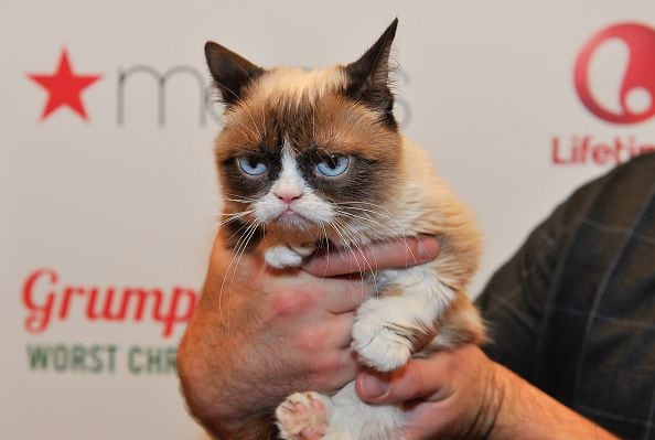 Grumpy cat