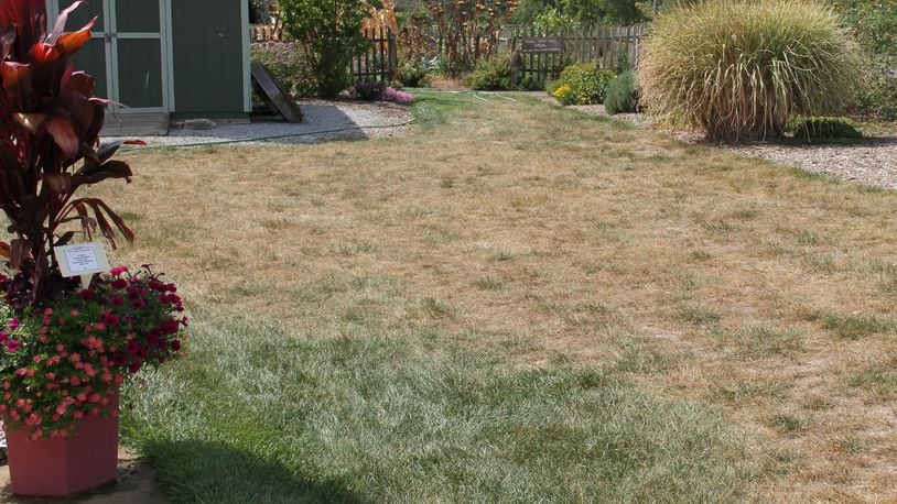 Lawn areas under drought stress turn yellowish in color.