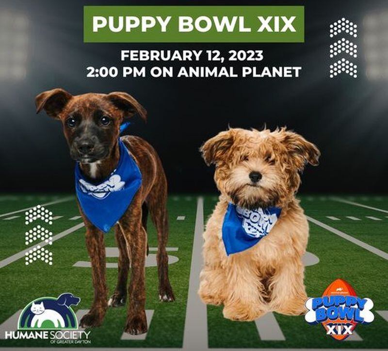 Puppy Bowl XIX