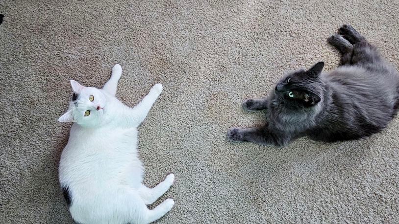 Allesiter, the white cat, and Grayson, the gray cat, call a temporary truce. CONTRIBUTED