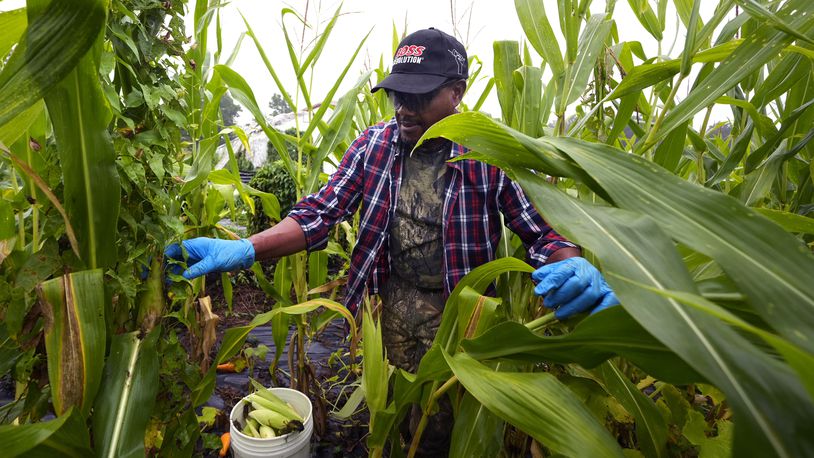 Farmer Sylvain Bukasa, a refugee from Democratic Republic of the Congo, harvests corn on his plot at Fresh Start Farm, Aug. 19, 2024, in Dunbarton, N.H. (AP Photo/Charles Krupa)