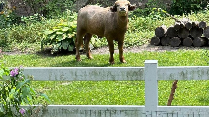 An escaped water buffalo on the lamb from police looks on Saturday, Aug. 24, 2024, in the Des Moines suburb of Pleasant Hill, Iowa. (Madison Pottebaum via AP)