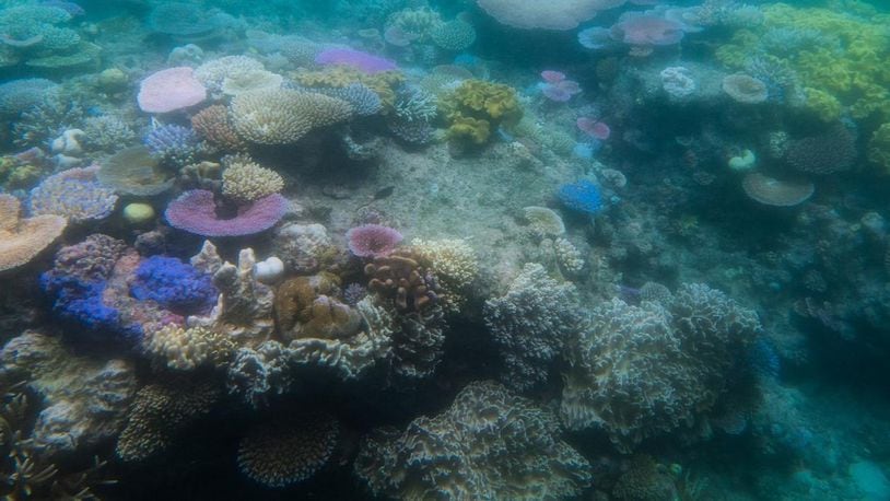 The photo shows Australia’s Great Barrier Reef where parts of the reef are turning white in an effect known as bleaching. Scientists believe bleaching occurs when ocean temperatures become too warm. Bleaching eventually kills the reef.