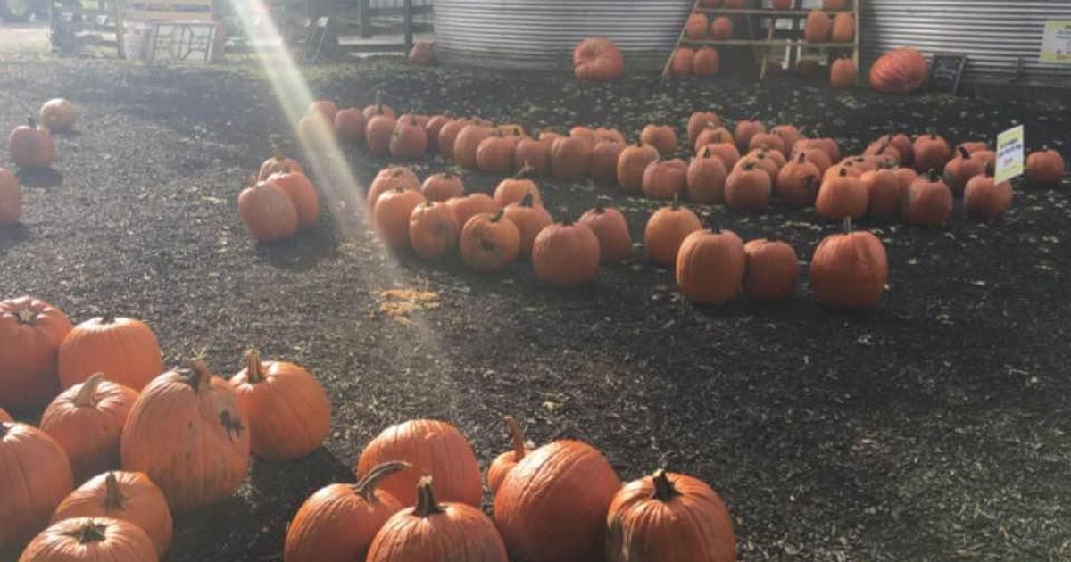 temescal pumpkin patch