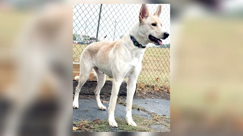 Meet Arial! She would make a wonderful companion! Her mix of shyness and energy makes her a unique and endearing pet. She would thrive in a home where she can enjoy running around and taking in the sun. If you’re looking for a loyal and lively friend, Arial might just be the perfect match for you. Stop at the Clark County Dog Shelter to meet her. Clark County Dog Shelter is at 5201 Urbana Road, Springfield. CONTRIBUTED