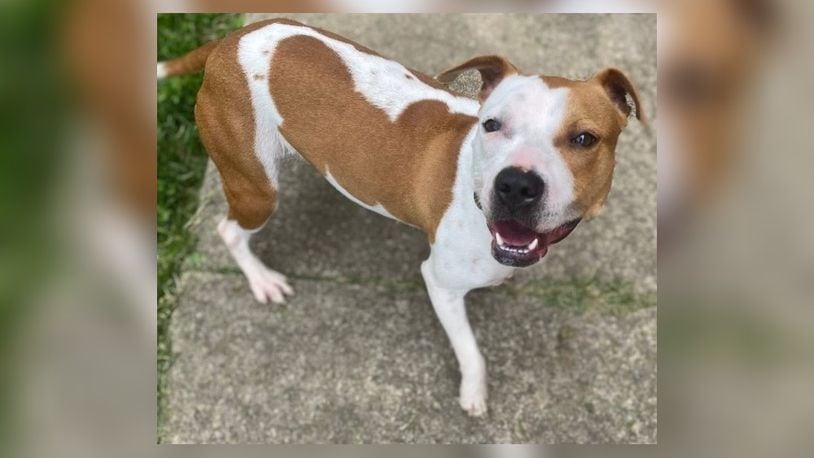 Meet Pumpkin! She is a 33-35 lb. mix, around a 1-year-old. Aside from being beautiful, she is sweet, inquisitive, and attentive. She is a little nervous around men, but she warms up quickly. She seems to do better with dogs her size or bigger but, we always recommend a meet-n-greet, prior to adopting. Her adoption fee is includes her spay, vaccines, microchip, dog license, and a free vet check. Call 937-521-2140, if you are interested in meeting her. Clark County Dog Shelter is at 5201 Urbana Road, Springfield. CONTRIBUTED