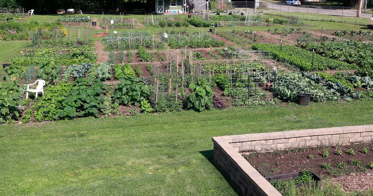 Springfield community garden to offer free grilled vegetables and pizza