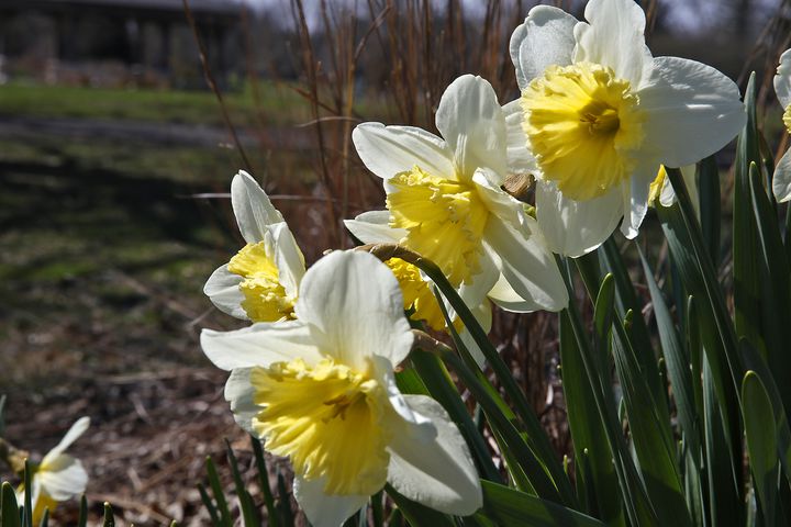 Spring Flowers SNS