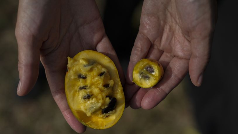 Valerie Libbey holds a normal-sized pawpaw, left, next to a drought-affected pawpaw from her farm, Wednesday, Sept. 18, 2024, in Washington Court House, Ohio. (AP Photo/Joshua A. Bickel)