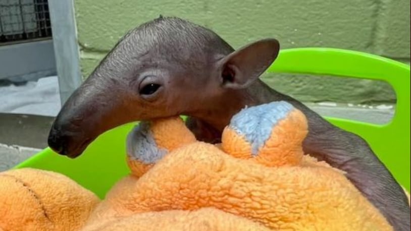 The Cincinnati Zoo announced a newborn tamandua pup died on Jan. 9, 2023. The pup was the zoo's first birth of the new year. Photo courtesy Cincinnati Zoo & Botanical Garden.